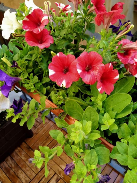 Patio, Balcony/Terrace