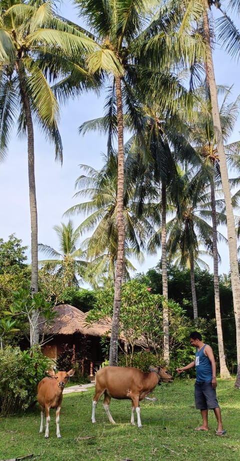 Lendang Eco Lodge Hôtel in Pemenang