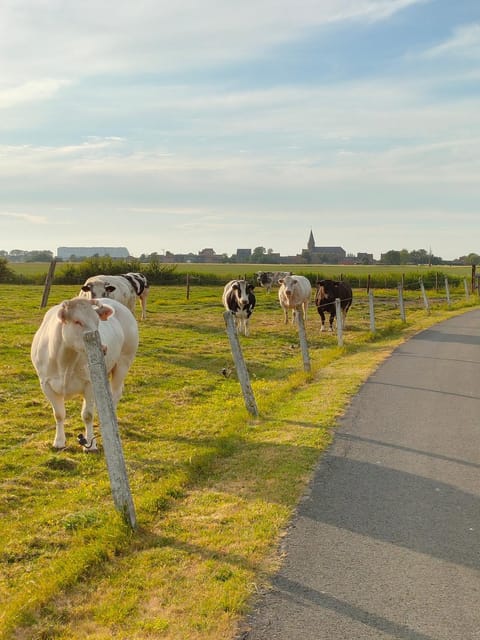 Animals, Area and facilities