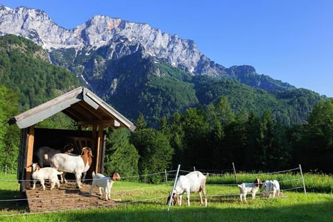 Berghof Lippenlehen Farm Stay in Berchtesgadener Land