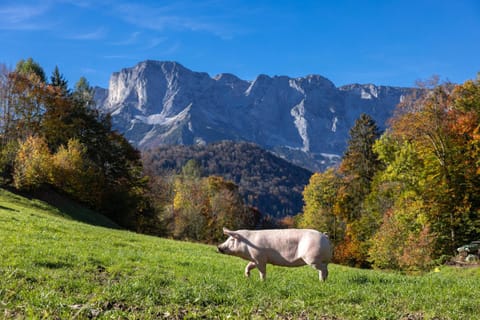 Ferienwohnungen Freidinglehen Farm Stay in Berchtesgadener Land