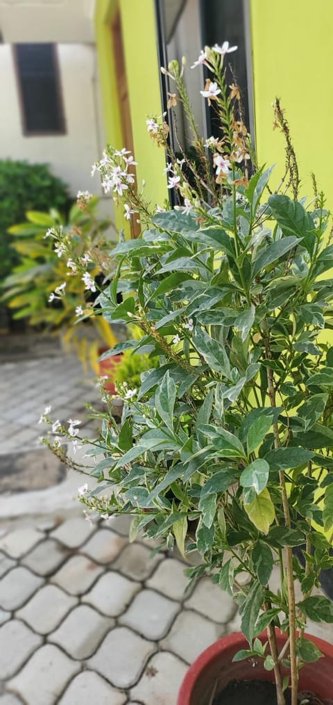 Garden, Garden view