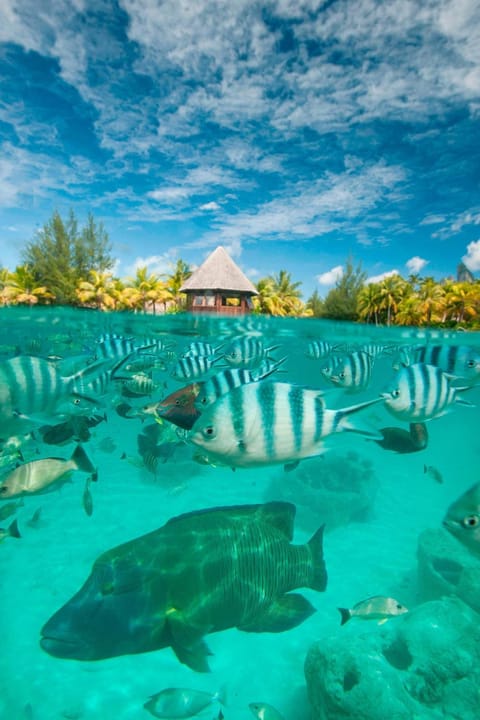The St. Regis Bora Bora Resort Resort in Bora-Bora
