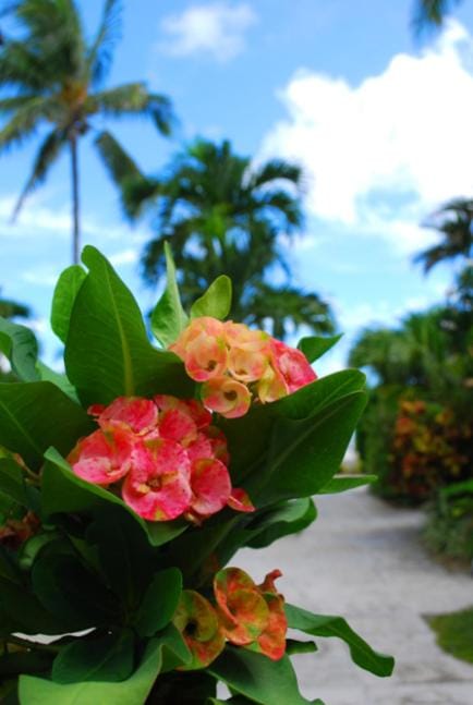 Paradise Island Beach Club Ocean View Villas Villa in Nassau