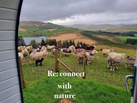 Natural landscape, Animals, Mountain view