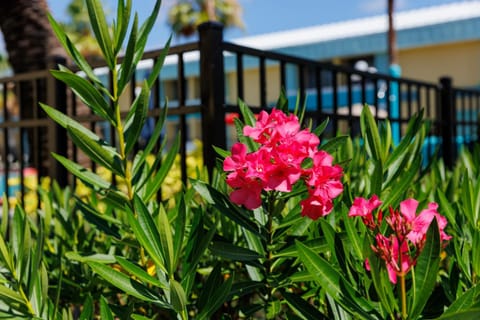 Garden, Swimming pool