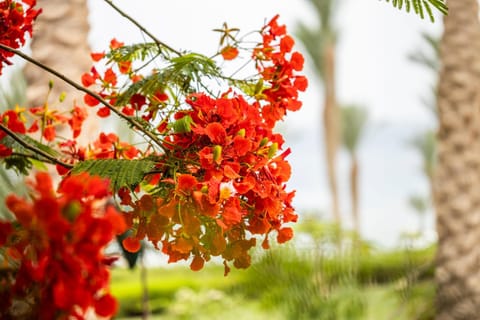 Spring, Day, Natural landscape, Garden, Garden view