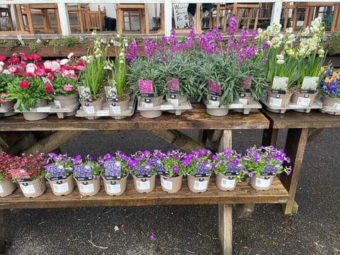 Restaurant/places to eat