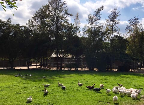 The Pony Experience; Glamping with Private Petting Zoo Farm Stay in Temecula