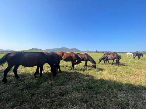 Animals