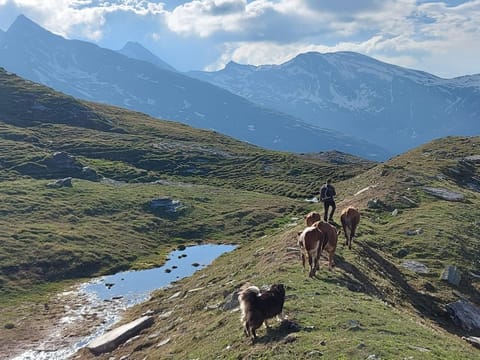 Stoffelehof Apartment in Carinthia, Austria