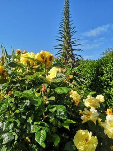 Chambre dans Maison fleurie et calme Bed and Breakfast in Ploemeur