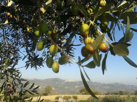 Activities, Garden, View (from property/room), Food and drinks