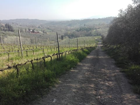 Fattoria di Fubbiano Farm Stay in Capannori