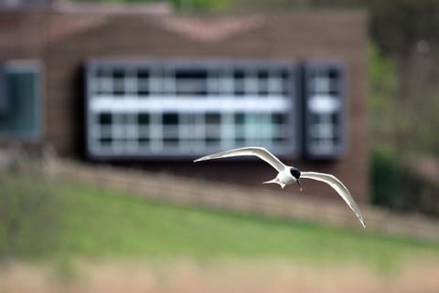 Natural landscape, View (from property/room), Animals, Lake view, Landmark view