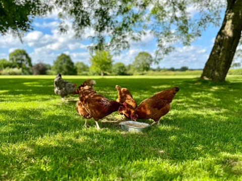 Natural landscape, Garden, Animals, Garden view