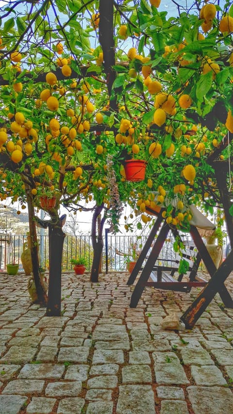 Patio, Garden