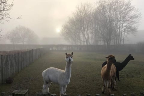 Hof van Eggertingen Bakhuis House in Flanders