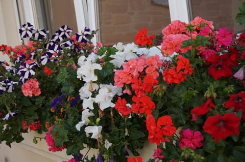 Facade/entrance, Garden