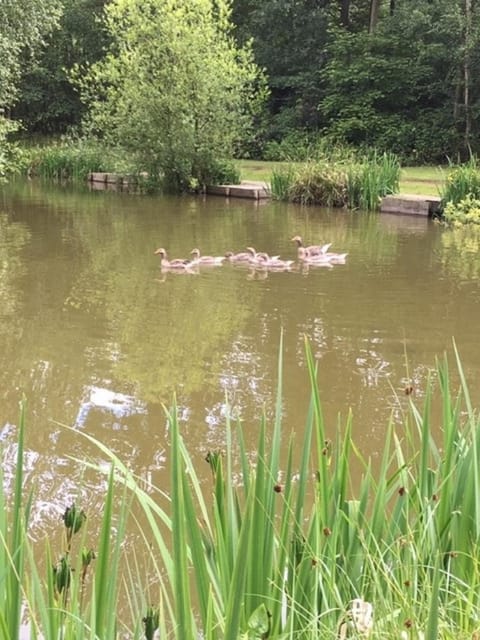 Hollicarrs - Sunflower Lodge Nature lodge in Selby