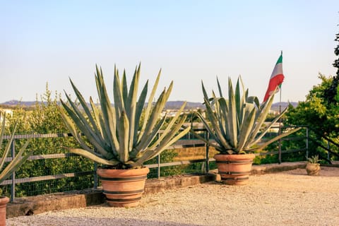 Garden, Garden view, Garden view