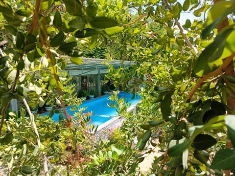 Garden, Pool view, Swimming pool