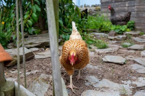 Sandy Cove Cottage Chalet in North Devon District
