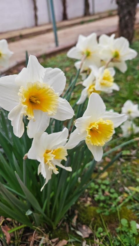 Spring, Garden view