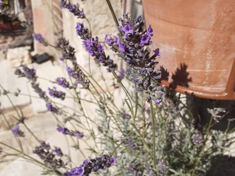 Domus San Francesco Bed and Breakfast in Assisi