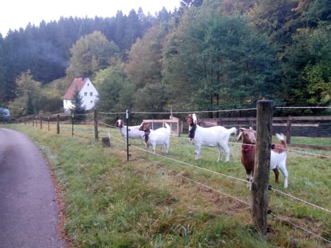 FeWo PacoHaus nähe Willingen Diemelsee Condo in Diemelsee