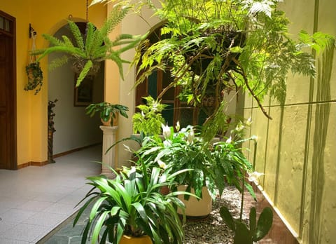 Patio, Garden, Solarium