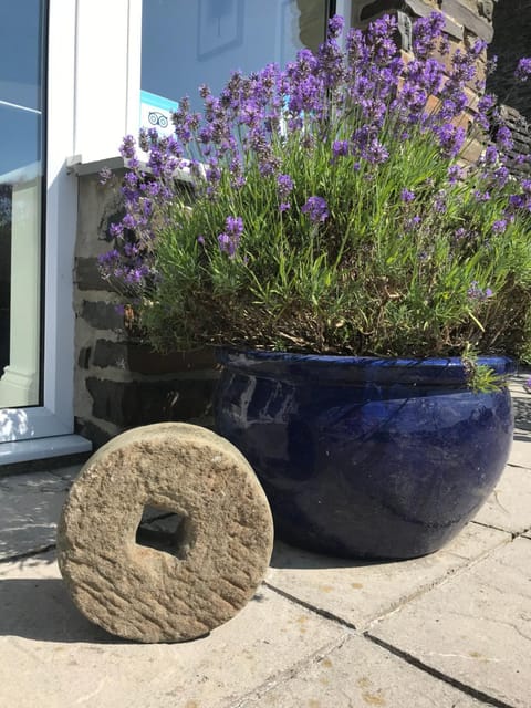 2 Bed Rural cottage between the mountains and Sea in West Wales House in Wales