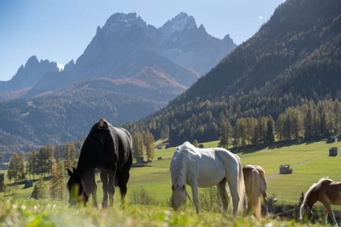 Horse-riding, View (from property/room), Animals, Mountain view