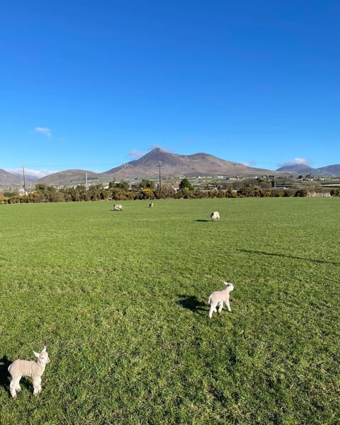 Natural landscape, Animals, Mountain view