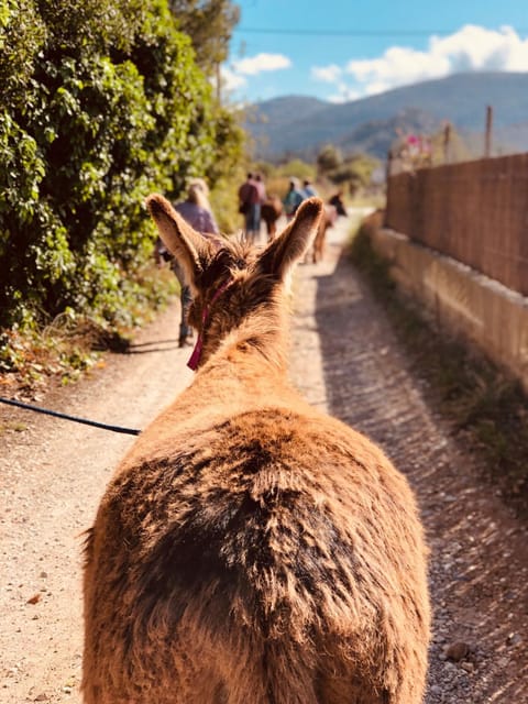 Hiking, Animals