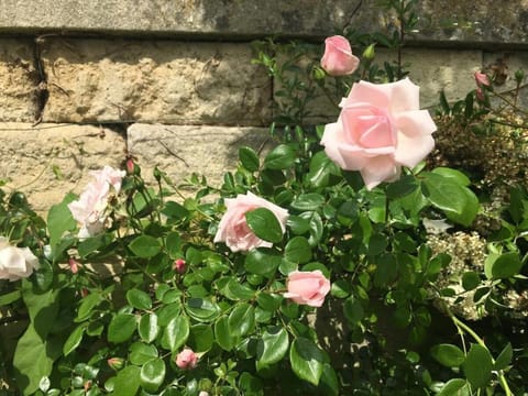 Little Hideaway - Central Frome House in Frome