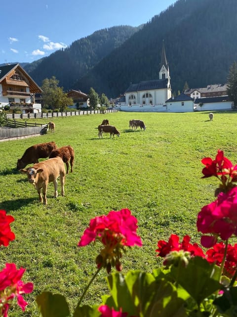 View (from property/room), View (from property/room), Animals