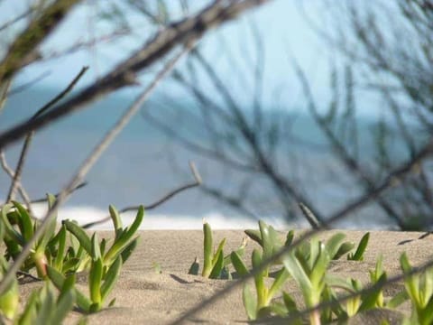 Natural landscape, Beach