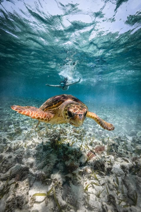 Activities, Snorkeling