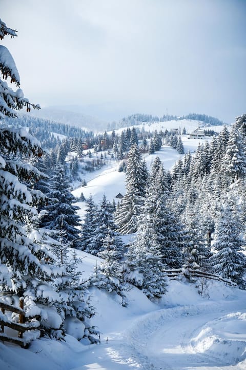 Pensiunea Poienita Ursului Bed and Breakfast in Brașov County