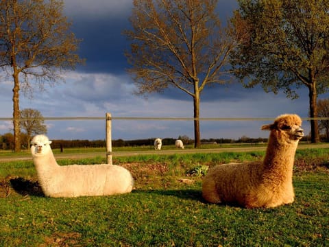 Luxe Finse Kota met Jacuzzi en SaunaBarrel de Zandhoef Nature lodge in North Brabant (province)