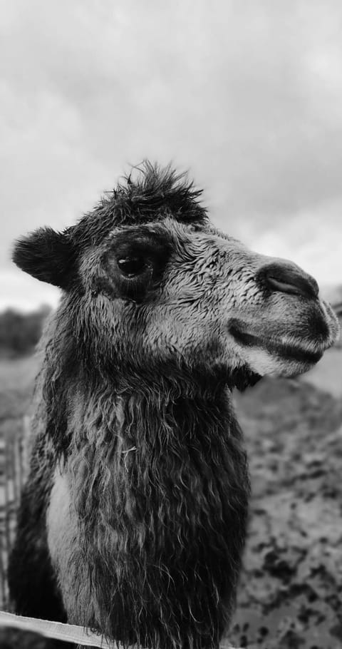 Luxe Finse Kota met Jacuzzi en SaunaBarrel de Zandhoef Nature lodge in North Brabant (province)