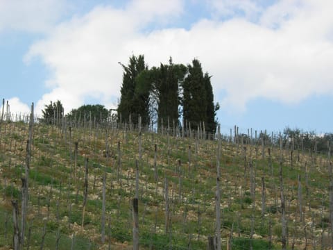 Neighbourhood, Natural landscape