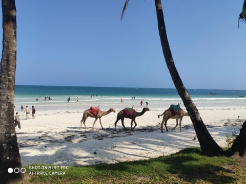 Rosy Sea Front Beach Condo Copropriété in Mombasa