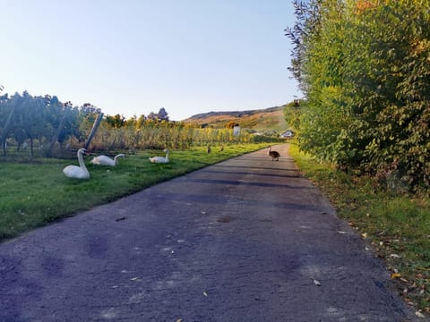 Tiny House Mehring Campground/
RV Resort in Trier-Saarburg