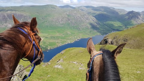 Natural landscape, Horse-riding, Animals, Mountain view