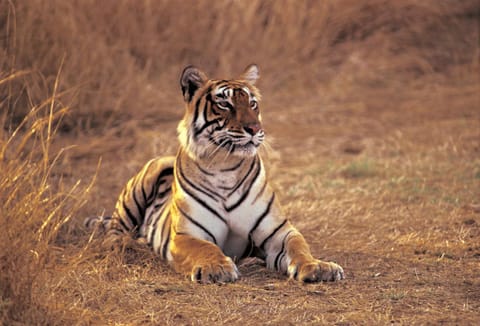 The Oberoi Vanyavilas Wildlife Resort, Ranthambhore Resort in Rajasthan