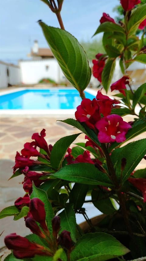 Garden, Garden view, Pool view, Swimming pool