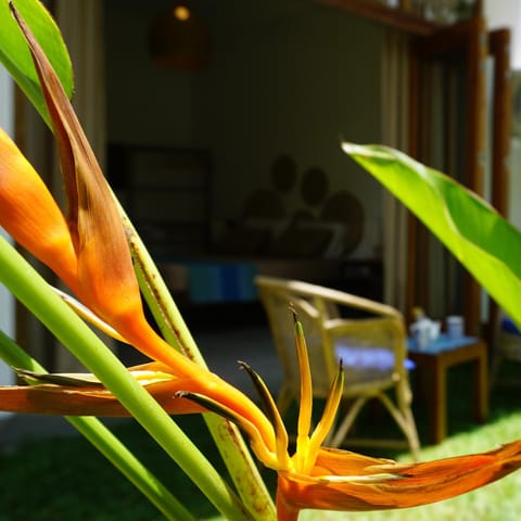 Garden, Seating area, Garden view