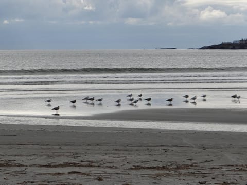 Natural landscape, Beach